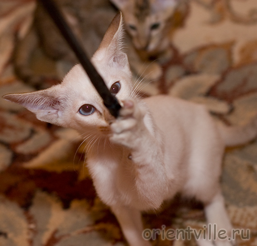 Orientville's Cap. Sao Feng