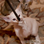 Orientville's Cap. Sao Feng