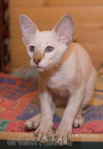 Orientville's Cap. Jack Sparrow