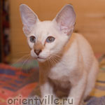 Orientville's Cap. Jack Sparrow