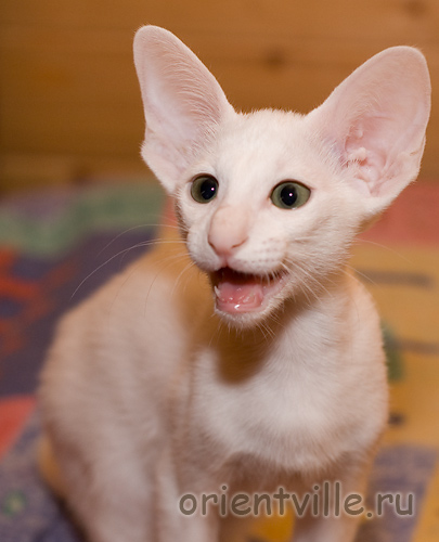 Orientville's Dana Scully