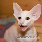 Orientville's Dana Scully