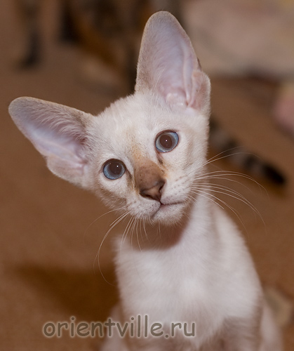 Orientville's Cap. Sao Feng