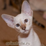 Сиамский котенок