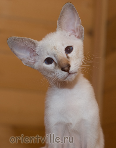 Orientville's Cap. Barbossa