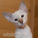 Сиамский котенок