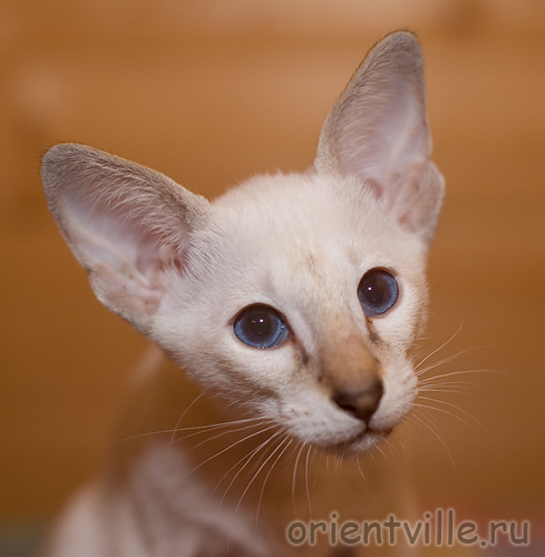 Orientville's Cap. Barbossa