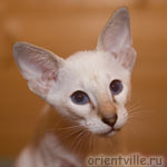 Orientville's Cap. Barbossa