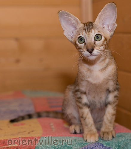 Orientville's Diva Plavalaguna