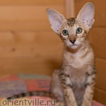 Orientville's Diva Plavalaguna