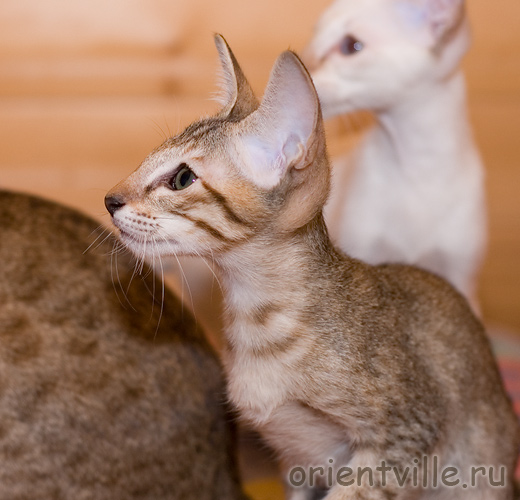 Orientville's Dulsineya