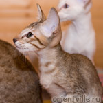 Orientville's Dulsineya