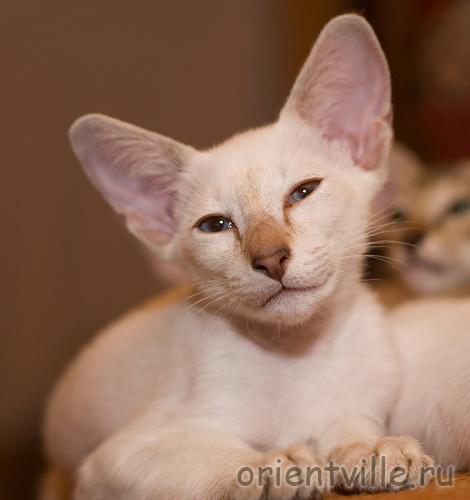 Orientville's Cap. Jack Sparrow