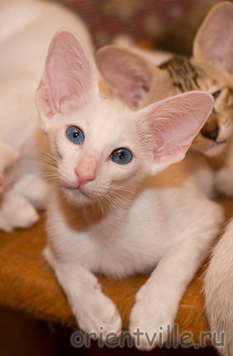 Orientville's Dolly Levi