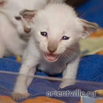 Orientville's Accoona_Matata