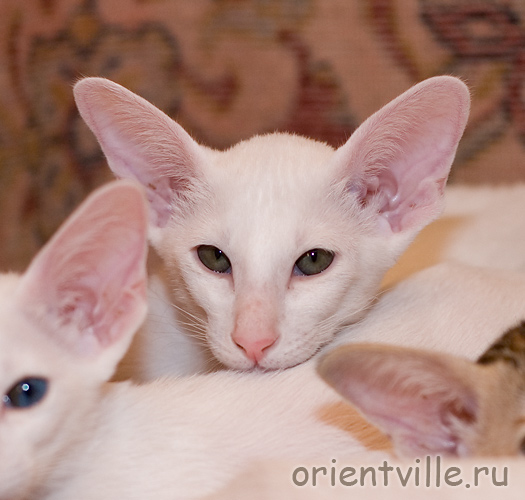 Orientville's Dunstun Torn