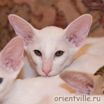 Orientville's Dunstun Torn