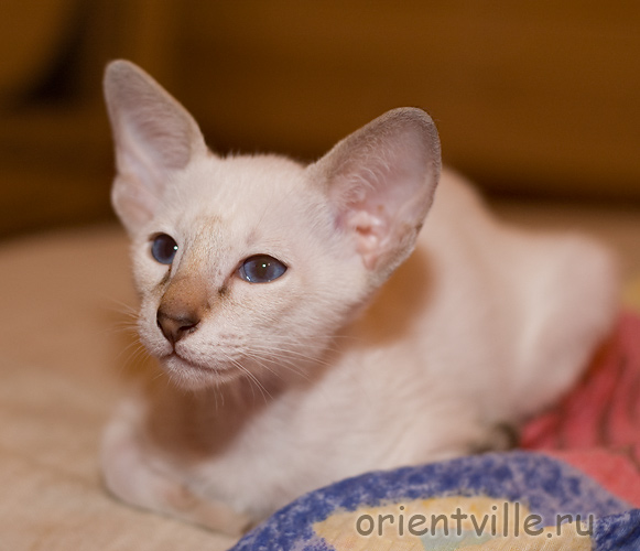 Orientville's Cap. Barbossa