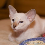 Orientville's Cap. Barbossa