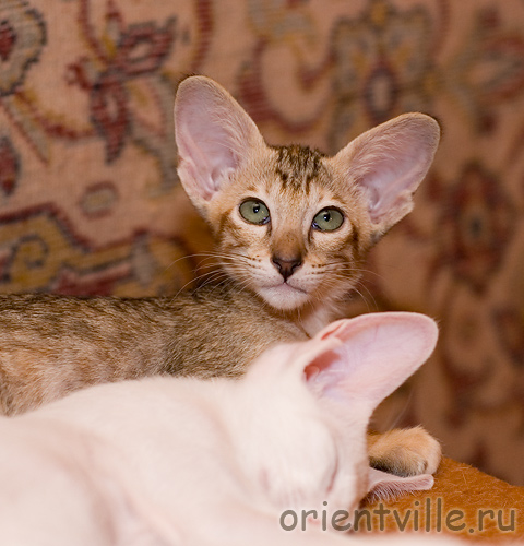 Orientville's Diva Plavalaguna