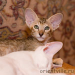 Orientville's Diva Plavalaguna