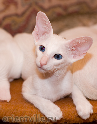 Orientville's Dolly Levi