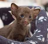 Orientville's Aurora