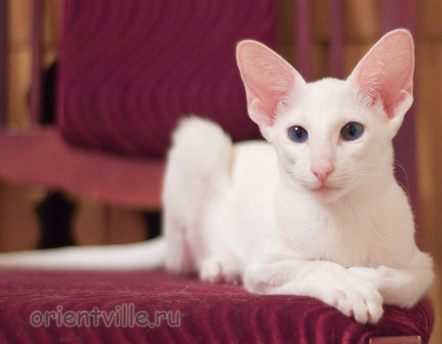 Orientville's Dolly Levi