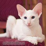 Orientville's Dolly Levi