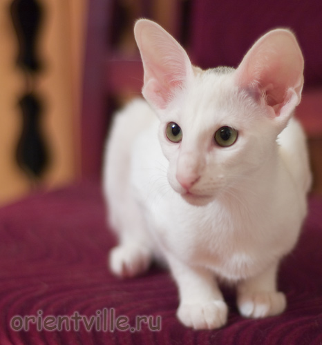 Orientville's Dana Scully