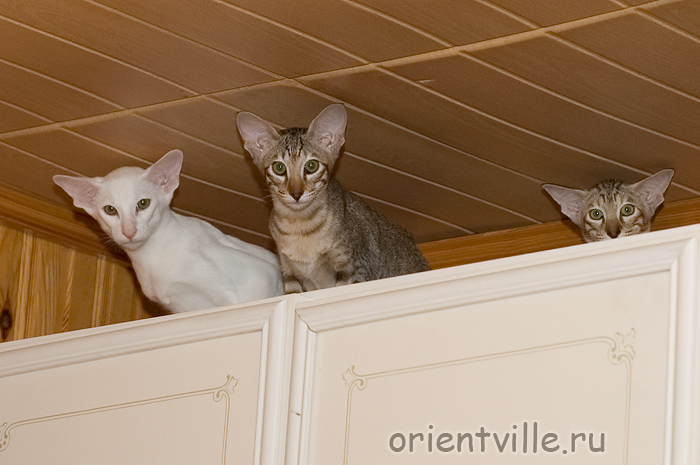 Orientville's Dulsineya