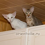 Dunstun Torn, Dulsineya, Diva