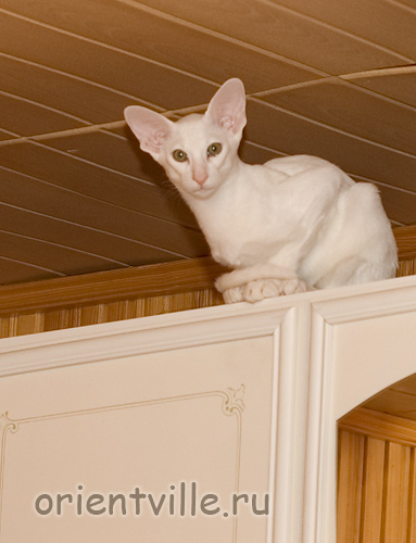 Orientville's Dunstun Torn