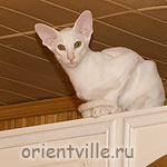 Ориентальный белый котенок