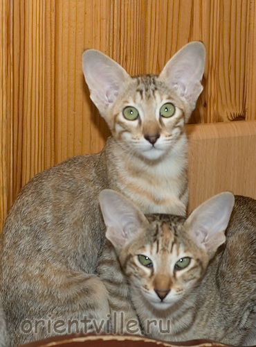 Orientville's Dylan Sanders