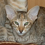 Orientville's Dylan Sanders