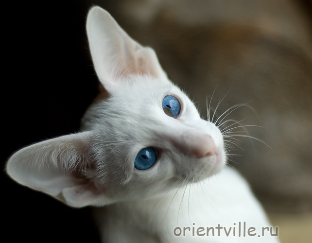 Orientville's Dolly Levi