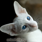 Ориентальный белый котенок
