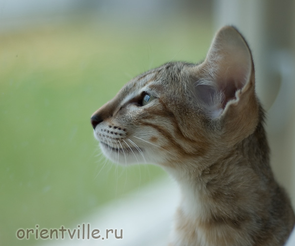 Orientville's Dulsineya