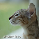 Ориентальный котенок