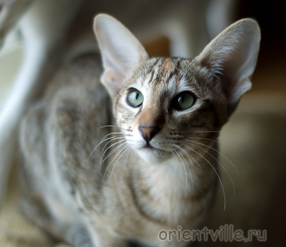 Orientville's Dylan Sanders