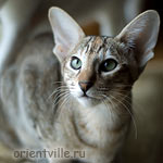 Ориентальный котенок