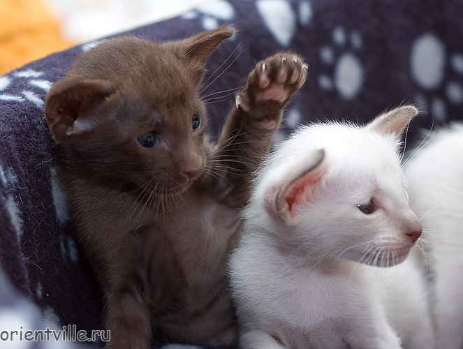 Orientville's Aurora & Asterix