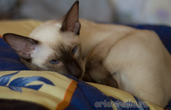 Orientville's Accoona_Matata. 1,5 года