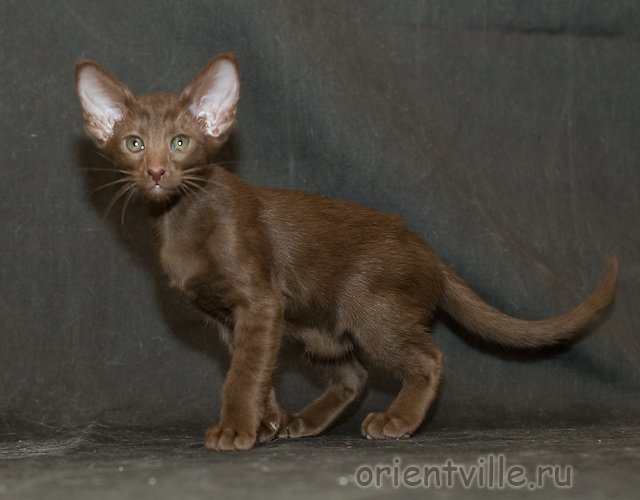 Orientville's Elizabeth Swann