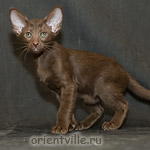 Ориентальный шоколадный котенок. Гавана