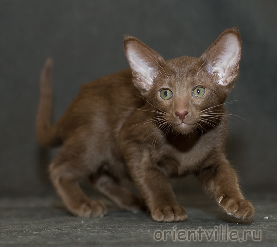 Orientville's Elizabeth Swann