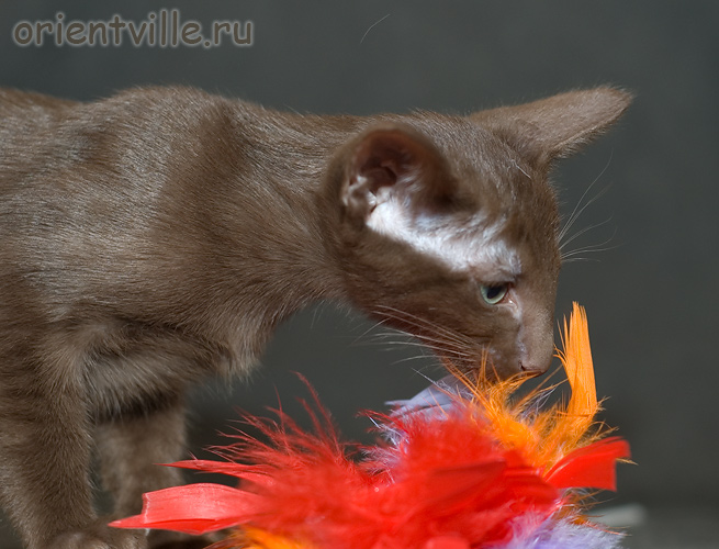 Orientville's Elisey Korolevich