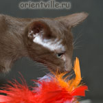 Orientville's Elisey Korolevich