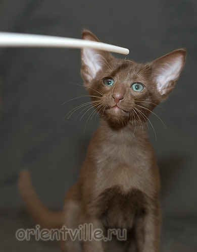 Orientville's Elisey Korolevich